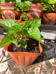 ハバネロ オレンジ 激辛とうがらしの苗【野菜苗 3号 自根苗/1個】