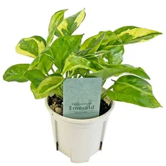 ポトス エメラルド 3.5号 鷲尾園芸 pothos 黄斑 緑斑 ポトスエンジョイ アロイド 観葉植物のサムネイル