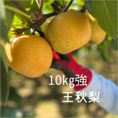 梨　王秋　おうしゅう　埼玉県産　約10㎏強