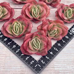 ❤️専用出品❤️ラブリーローズ錦　　　　　　　　　　　　　❤️美しく育ちました♪❤️ ❤️専用出品❤️ラブリーローズ錦 ❤️美しく育ちました♪❤️