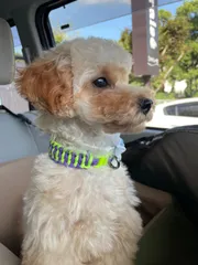 ドッグチョーカー