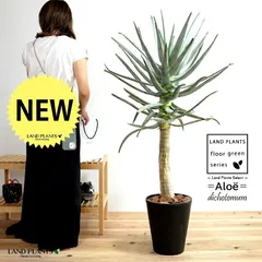 Aloe dichotoma【アロエ・ディコトマ】 | RIMO'S GREEN