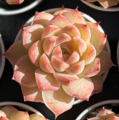 桃薫　根付き　エケベリア　韓国苗　多肉植物
