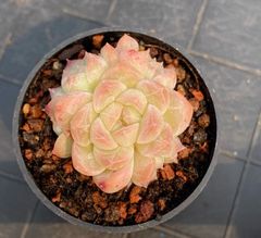 ペラルゴニウム　ミラビレ(大株良型)枝振り枝密度最高、微発根 ペラルゴニウム ミラビレ(大株良型)枝振り枝密度最高、微発根
