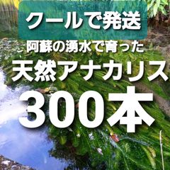 クールで発送300本以上　阿蘇の湧水で育った水草　無農薬天然アナカリス