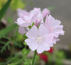 ムスクマロウ　種30粒　花の種