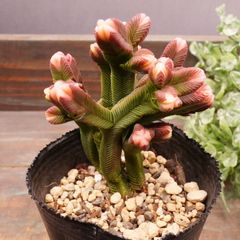 MA160	ピラミダリス	【イータニク】多肉植物　韓国苗　第四種郵便発送