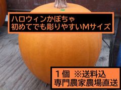 ハロウィン ジャックオーランタン用かぼちゃ １個 Ｍサイズ2kg台 カボチャ専門農家農場直送