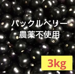 ハックルベリー  完熟 3キロ ジャム 酵素ジュース シロップ用　農薬不使用