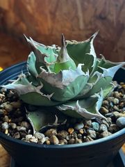 アガベ　白犀牛　メルカリ便 アガベ チタノタ 白犀牛 OC子株 - メルカリ