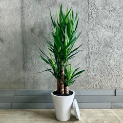 アートストーン鉢付き❤️独特の曲がり仕立て！カシワバゴムノキ❤️フィカス・リラータ ナチュラルバスケット鉢カバー】カシワバゴムノキ(フィカス