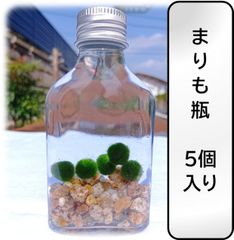 【まりも瓶　まりも5個入り】水草 インテリア  観葉植物