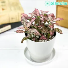 2024年最新】観葉植物ピンクの葉の人気アイテム - メルカリ