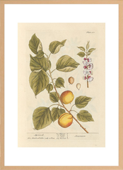 世界の名画 100年前 アートポスター ボタニカル 植物 果物 ハーブ ヴォイニッチ手稿 絵画 おしゃれ レトロ ポップ インテリア フレームなし （A3サイズ）（ポスターのみ）