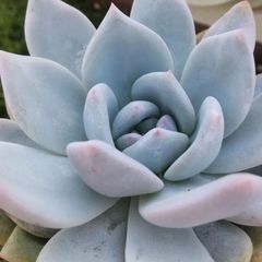 多肉植物エケベリア属ラウリンゼ
