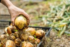 《残りわずか！》納豆菌栽培 淡路島産新玉ねぎ 1.8kg【兵庫県淡路島産】