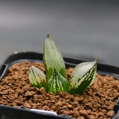 ハオルチア 福般若 親株サイズ ハオルチア 福般若 親株サイズ - メルカリ