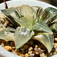 O*Z様 裏般若錦 超美株 ハオルチア 観葉植物 27 - メルカリ