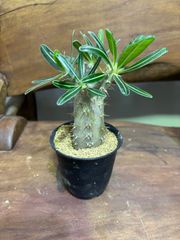 パキポディウム・ホロンベンセ　アアソウカイ（亜阿相界）　観葉植物　インテリア　グリーン　コーデックス　塊根植物