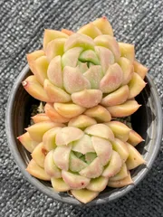 抜き苗   AM-57×18鉢 ヤマト発送 多肉植物 エケベリア サボテン  韓国苗 新入荷