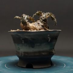 "Dorstenia crispa" ドルステニア クリスパ 管理2281