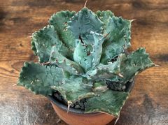 Agave/アガベ  イシスメンシス/肉厚兜蟹 "怪獣" 発根済  送料込み