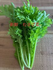 特盛🥬新鮮わさび菜❗️クール便