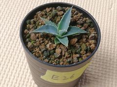 ユタエンシスエボリスピナ抜き苗1株(鉢などは付きません)プランツタグつきE26