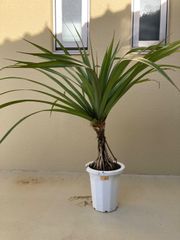 11／6以降順次発送】多頭株 ザミア フルフラセア｜メキシコソテツ