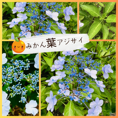 アジサイ　：ミカンバアジサイ  （5号）伊豆大島　希少品種　ガクアジサイ　紫陽花　 鉢植え 地植え