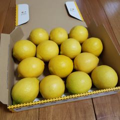 ☆せとだレモン☆　コンパクト箱　14個　広島県瀬戸田産　農家直送