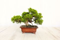 真柏　小品盆栽　しんぱく