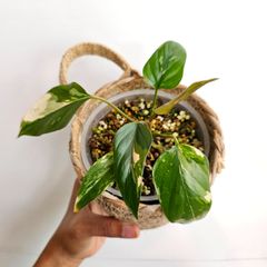 親株見てね♡《Homalomena cf. aromatica (Spreng.) Schott. 》ホマロメナ アロマティカ 観葉植物 斑入り ピンク斑