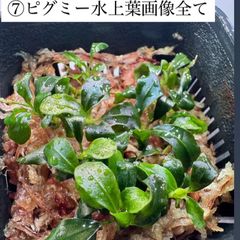 イベント水草 ブセファランドラSP.ピグミー 水上葉　画像分全て
