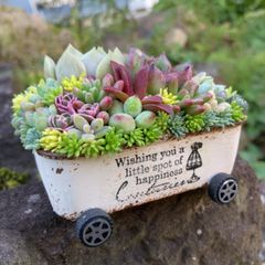 オーダー承ります 多肉植物寄せ植えちま寄せ花車