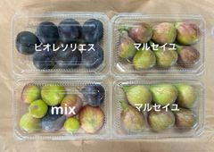 いちじく　ビオレソリエス、マルセイユ、ミックス　クール便