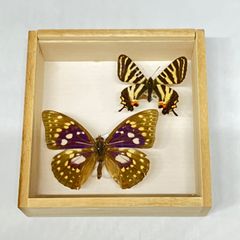 蝶の標本額 美品「世界最大蛾ヨナグニサン」、蛇頭額。希少。珍貴標本