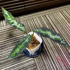 アグラオネマ　ピクタム　Aglaonema pictum tricolor Darkthrone タグ付き
