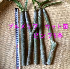 最終在庫売り切り】プルメリア カット苗 ピンク5本(2又1本入) - メルカリ