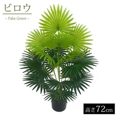 ビロウヤシ　クバヤシ　2株入り ビロウヤシ クバヤシ 2株入り