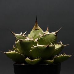"Agave titanota" アガベ チタノタ 【シロアリ】 管理2090