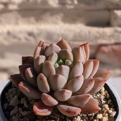 アマビレ×モンロー　多肉植物　抜き苗　エケベリア