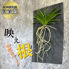 観葉植物 小さい 富貴蘭 風蘭 蘭 黄金鳥 おうごんのとり 黄色花 根 ポスト便 珍しい おしゃれ フウキラン フウラン インテリア リビング 映え根 壁掛け 送料無料
