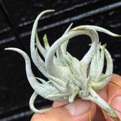 ふっくら親株はあまり期待せず＊芽吹き始めた綺麗な6子株に注目＊ くねり＆トリコームふっかふか＊ チランジア ミトラエンシス トゥレンシス(トゥーレンシス)Tillandsia mitlaensis var. tulensis＊エアプランツ＠フラワーショップ江口