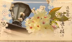 特年❗️2011年桜の通り抜けミントセット2点 桜の通り抜け 2011年プルーフ貨幣セット 平成23年 妹背 今年の花