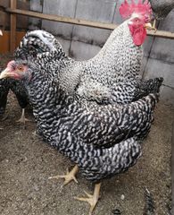 岡崎おうはん 食用有精卵6個