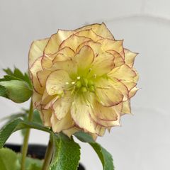 クリスマスローズ　開花株　4号ラベル苗【個体番号B-5】※メルカリ便発送