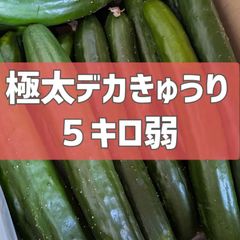 今月で終了！超特価！5キロ弱！極太デカきゅうり！　野菜ソムリエサミット銀賞受賞　農家直送　減農薬　有機肥料　きゅうり　訳あり　規格外　5kg 産地直送