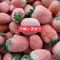 淡路島産白苺 淡雪アイランドベリー 訳ありたっぷり1kg いちごイチゴたまねぎタマネギオニオンストロベリーstrawberry