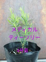メディカルティーツリー　4号苗　金子香草園　常緑樹　ガーデニング　庭木　精油　耐寒性有り